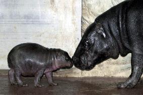Public gets first look at baby hippopotamus born at Ueno zoo